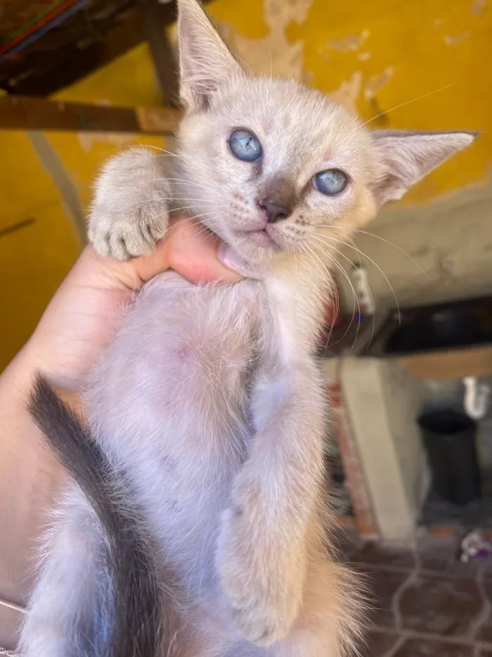 Gato raça SRD-ViraLata idade 2 a 6 meses nome 2 gatas  e 1 gato 