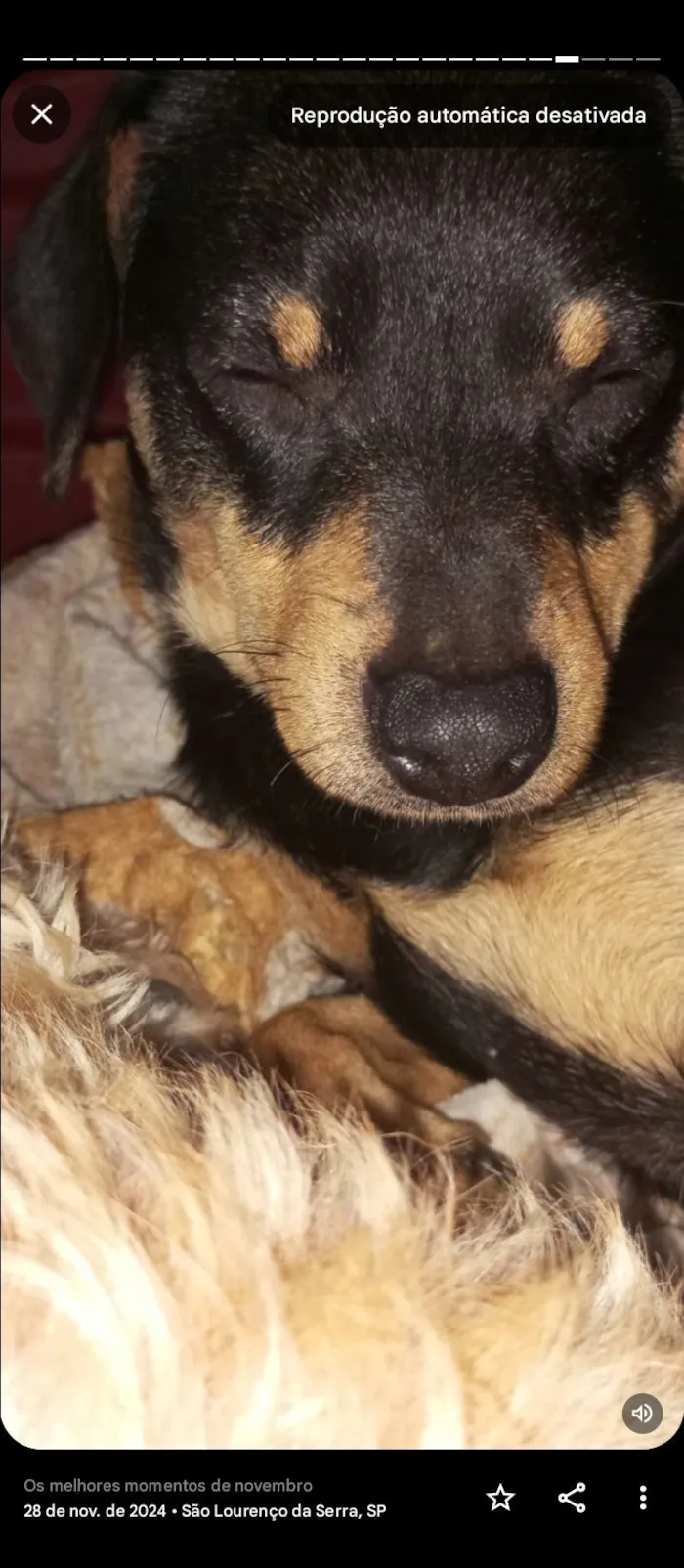 Cachorro raça Pinscher idade 2 a 6 meses nome Pitoco 