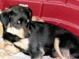 Cachorro raça Pinscher idade 2 a 6 meses nome Pitoco 