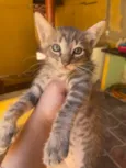 Gato raça SRD-ViraLata idade 2 a 6 meses nome Doa-se três gatinhos 