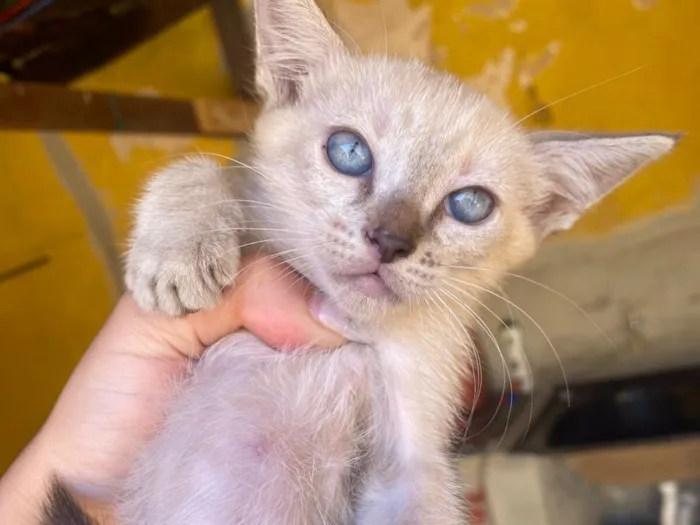 Doa-se três gatinhos 