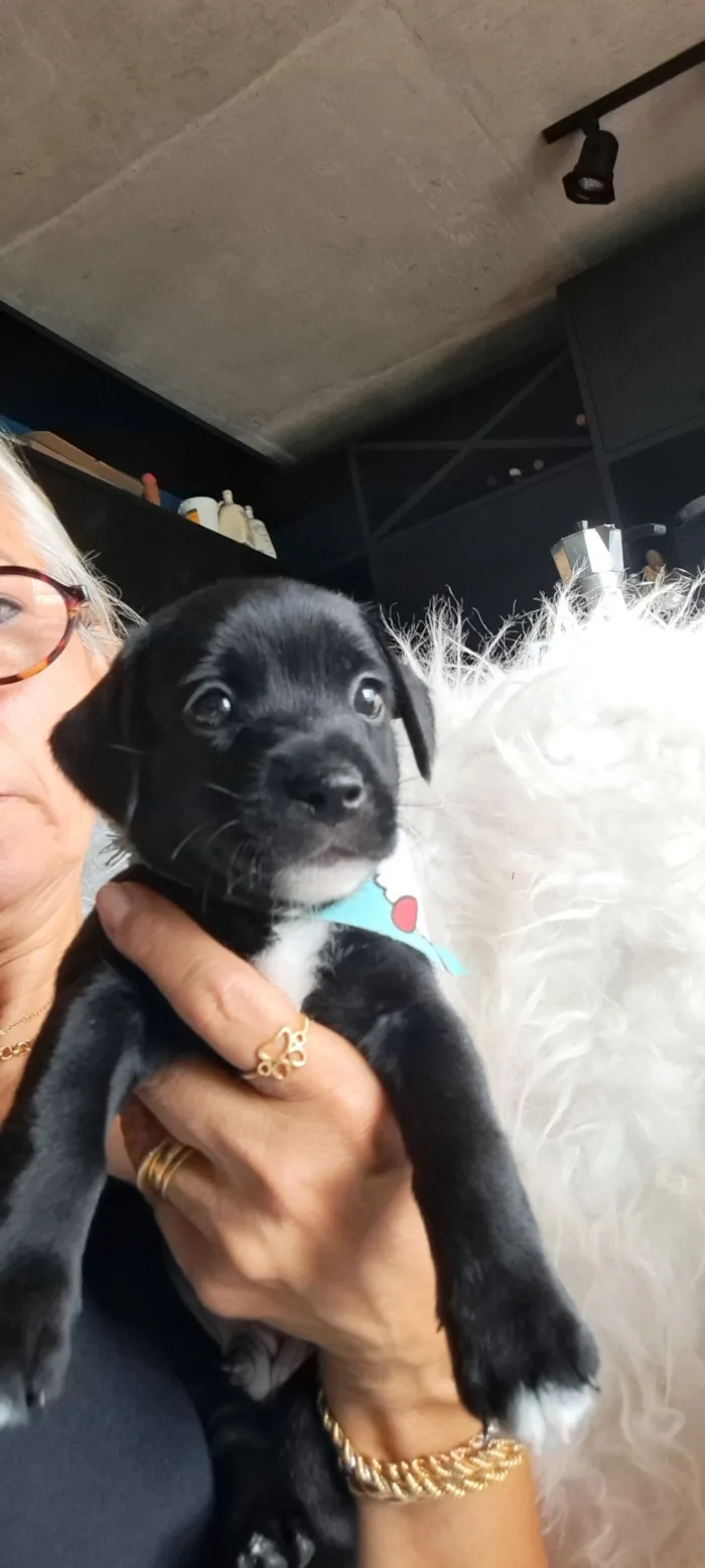 Cachorro raça SRD-ViraLata idade 2 a 6 meses nome Bituca