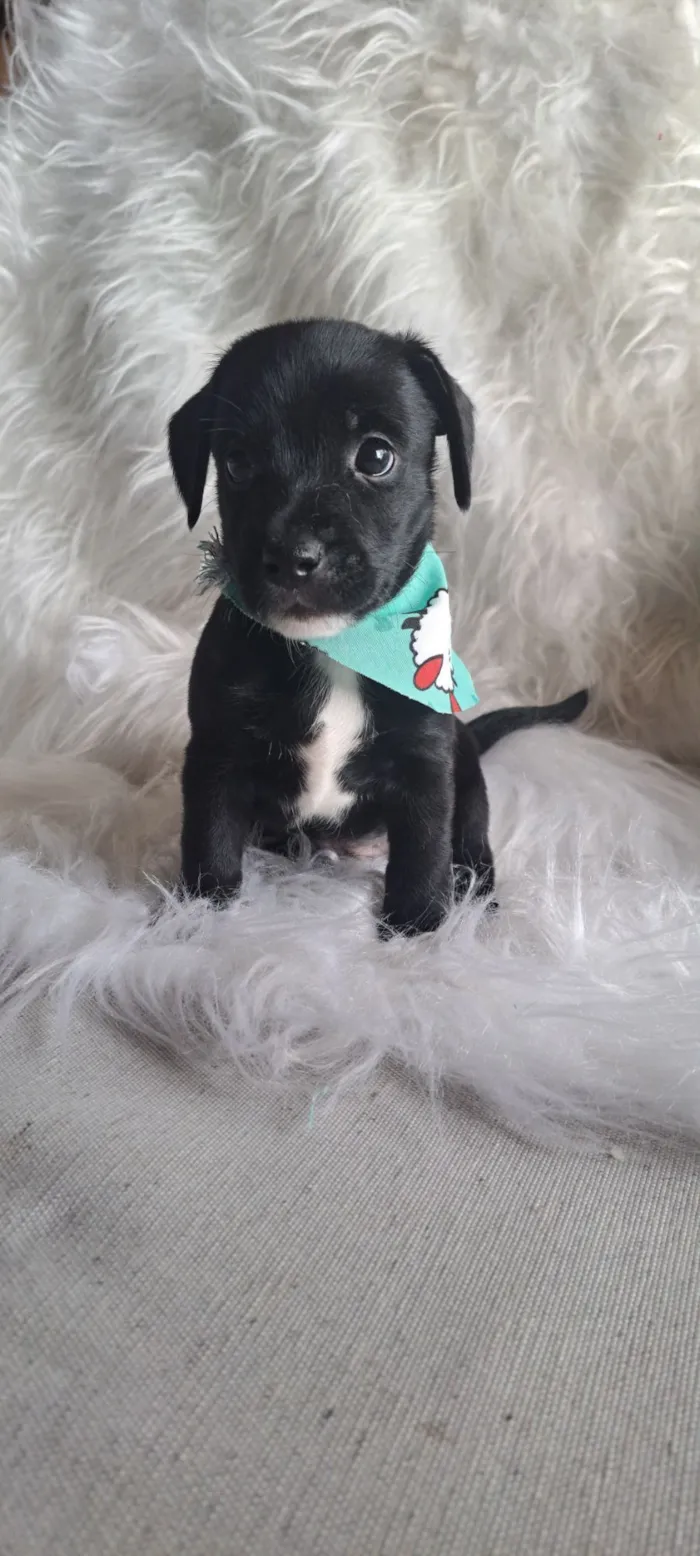 Cachorro raça SRD-ViraLata idade 2 a 6 meses nome Bituca