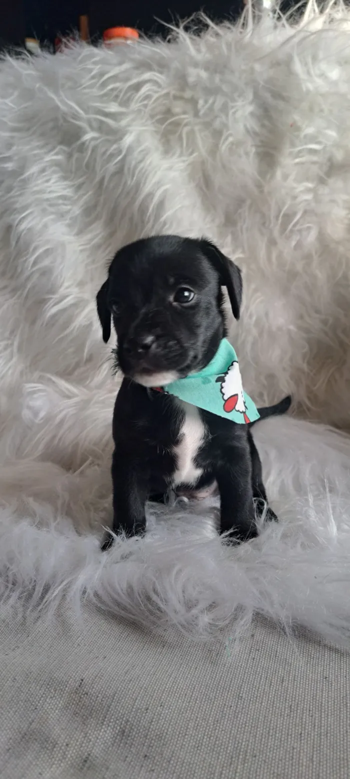 Cachorro raça SRD-ViraLata idade 2 a 6 meses nome Bituca