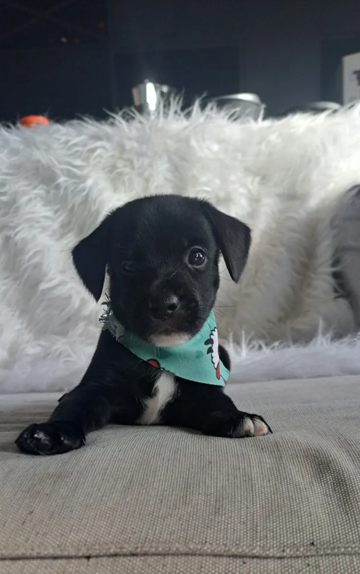 Cachorro raça SRD-ViraLata idade 2 a 6 meses nome Bituca