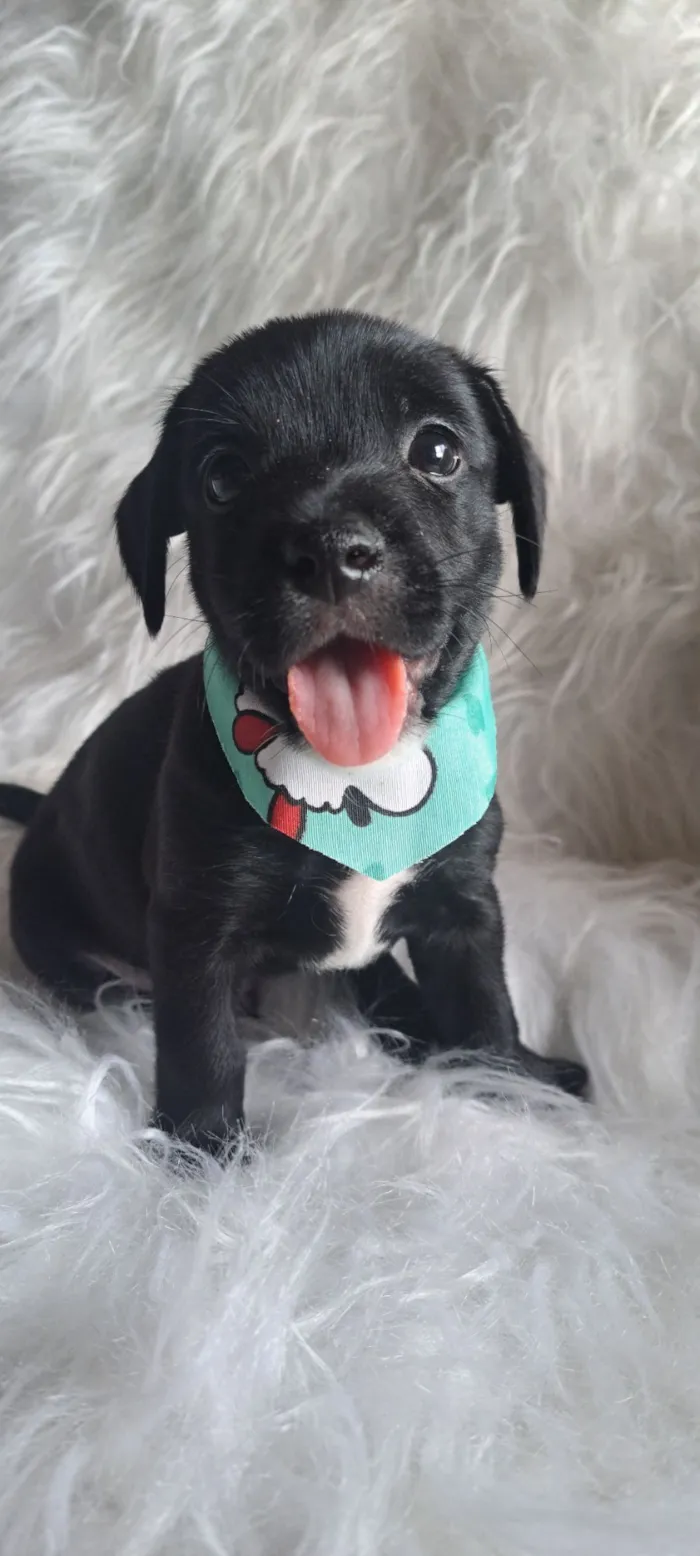 Cachorro raça SRD-ViraLata idade 2 a 6 meses nome Bituca