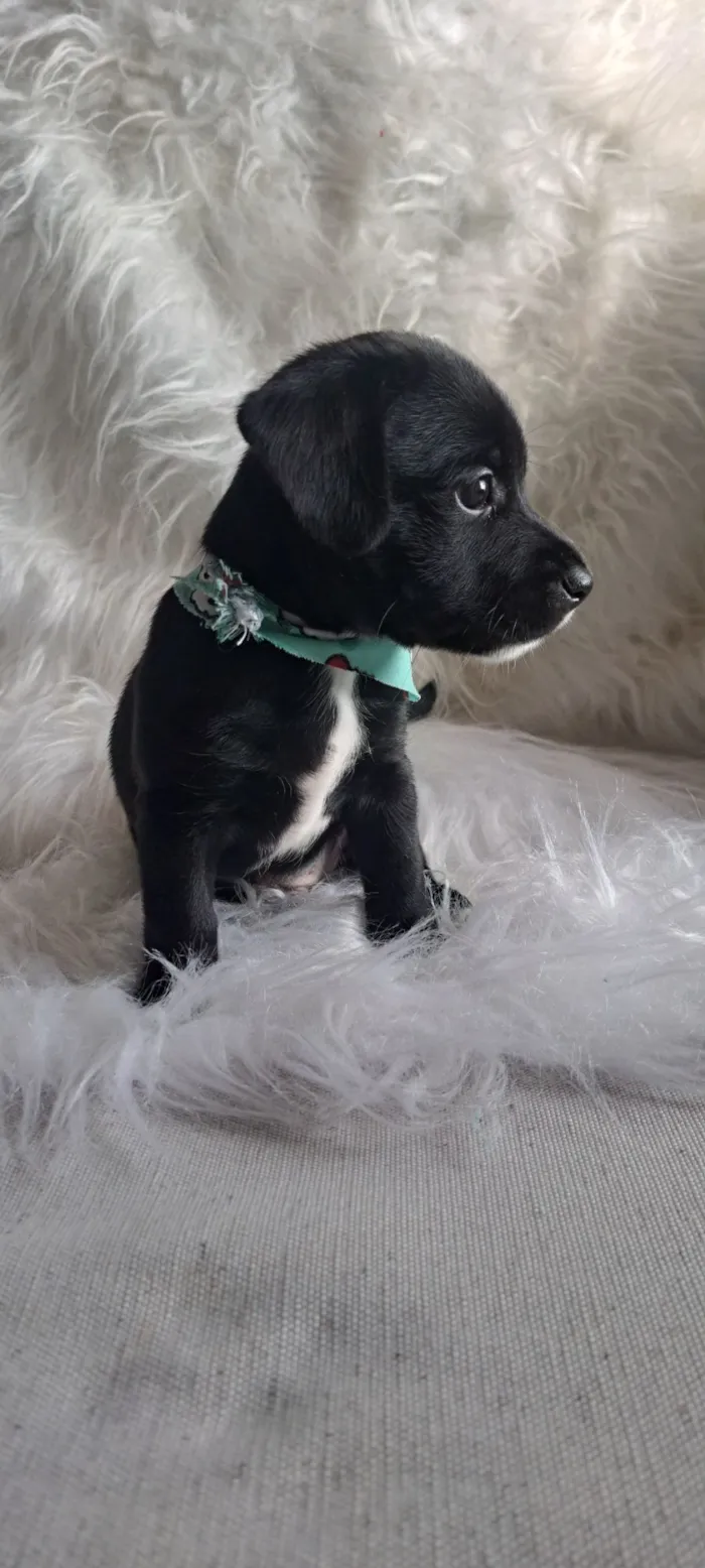 Cachorro raça SRD-ViraLata idade 2 a 6 meses nome Bituca