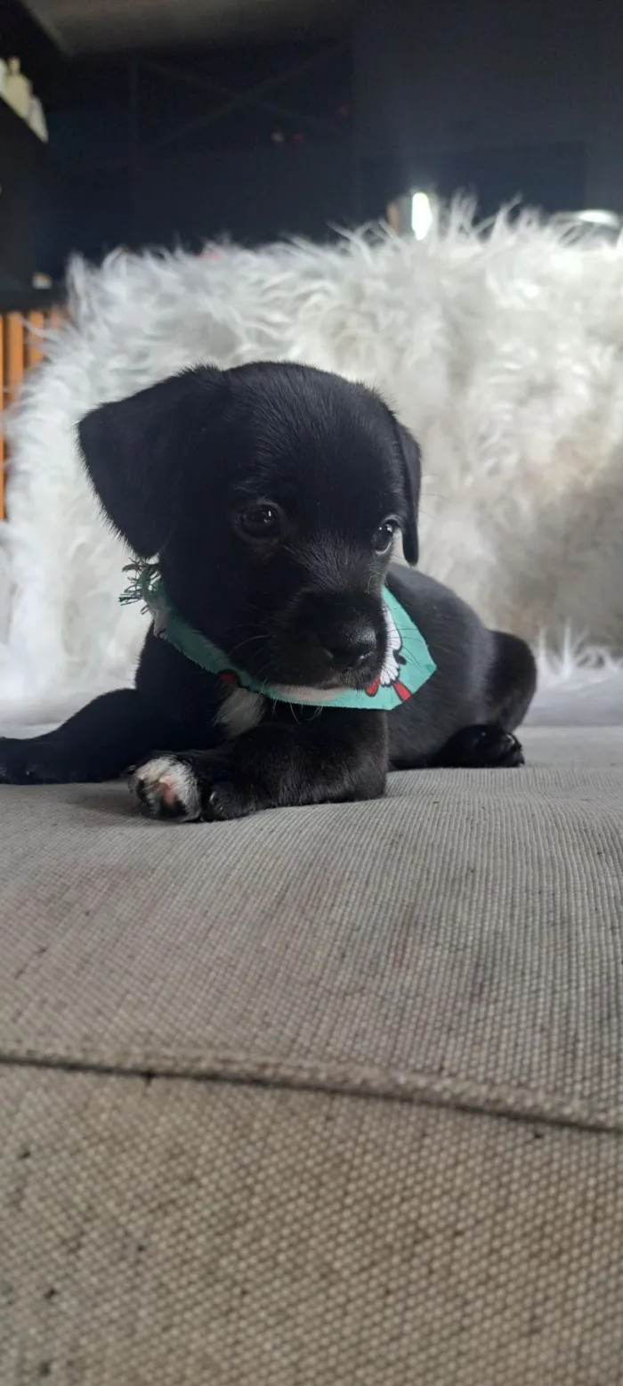 Cachorro raça SRD-ViraLata idade 2 a 6 meses nome Bituca