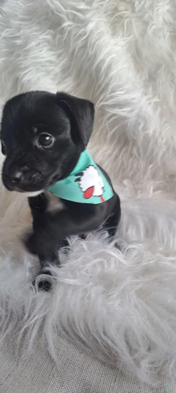 Cachorro raça SRD-ViraLata idade 2 a 6 meses nome Bituca