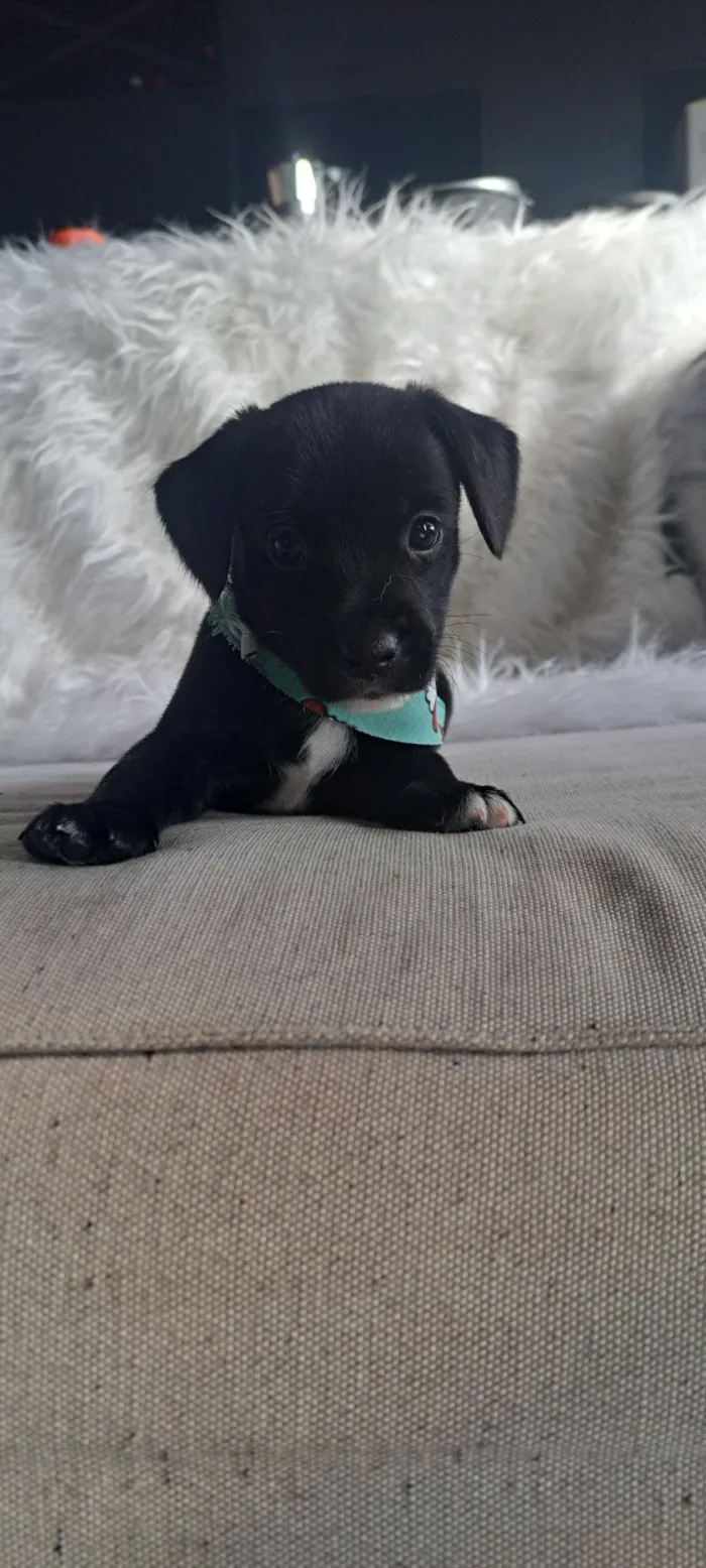 Cachorro raça SRD-ViraLata idade 2 a 6 meses nome Bituca