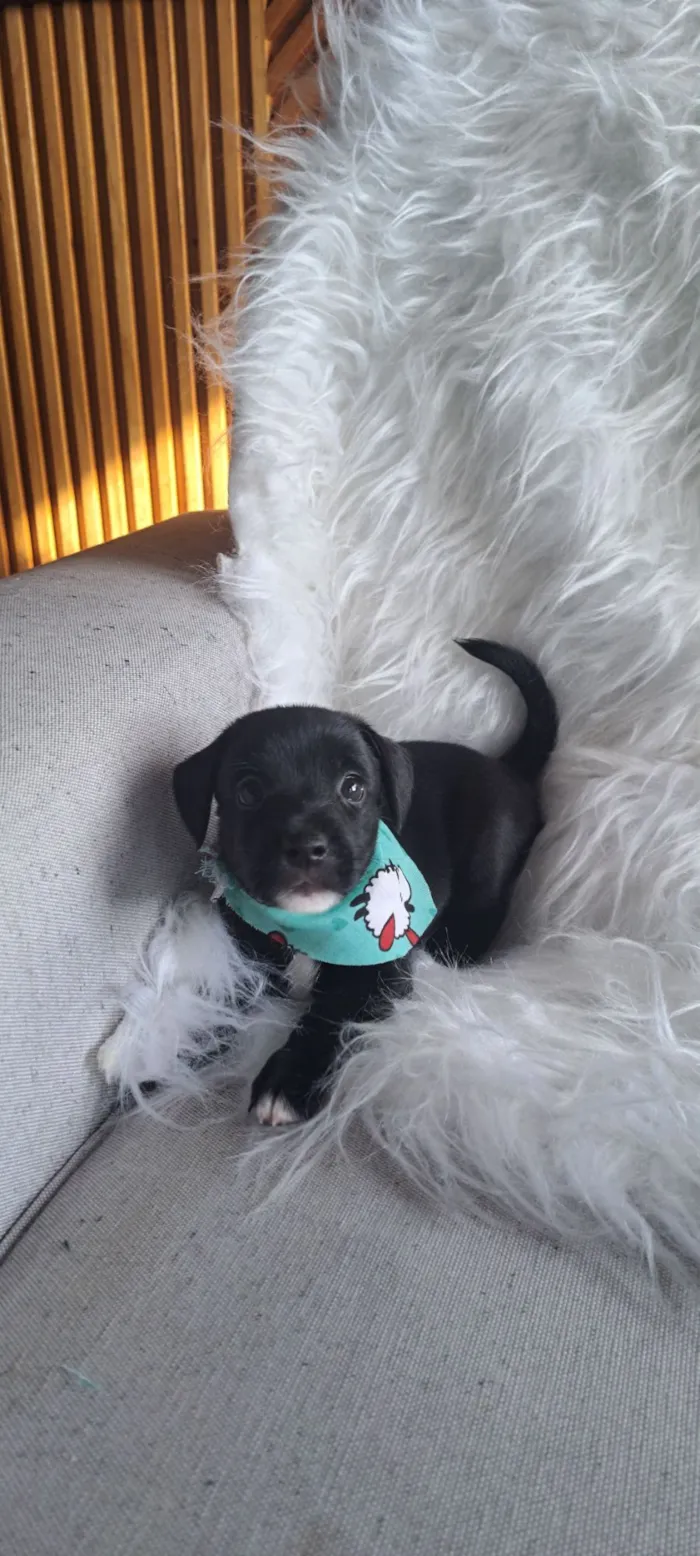 Cachorro raça SRD-ViraLata idade 2 a 6 meses nome Bituca