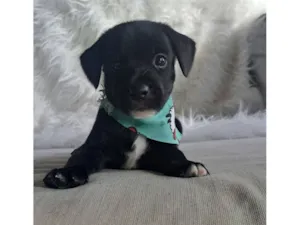 Cachorro raça SRD-ViraLata idade 2 a 6 meses nome Bituca