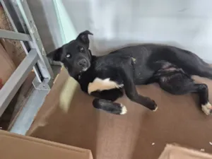 Cachorro raça SRD-ViraLata idade 7 a 11 meses nome Sem nome 