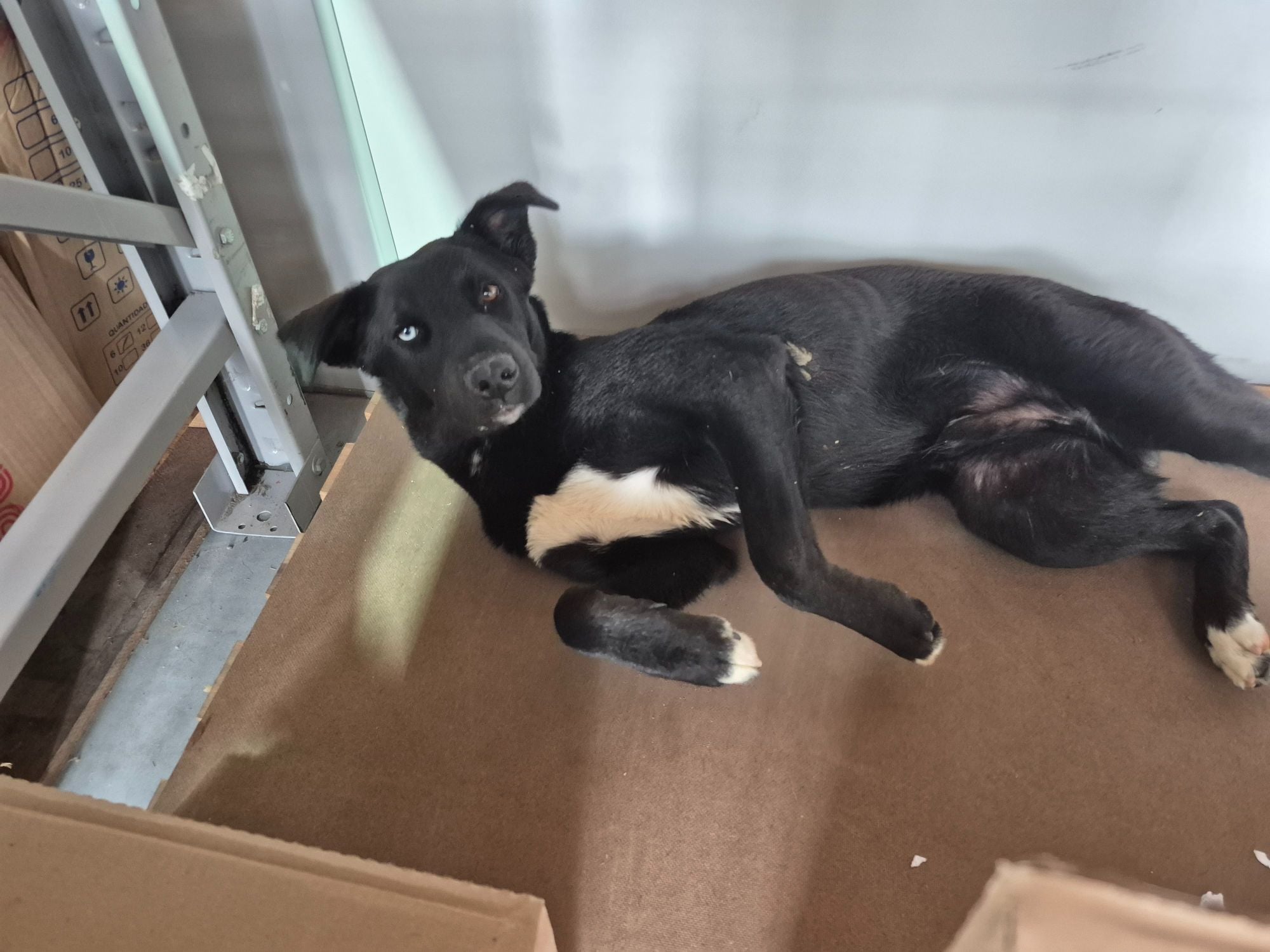 Cachorro raça SRD-ViraLata idade 7 a 11 meses nome Sem nome 