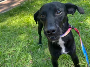 Cachorro raça SRD-ViraLata idade 7 a 11 meses nome Boris