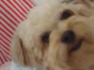 Cachorro raça Poodle idade 3 anos nome Amora