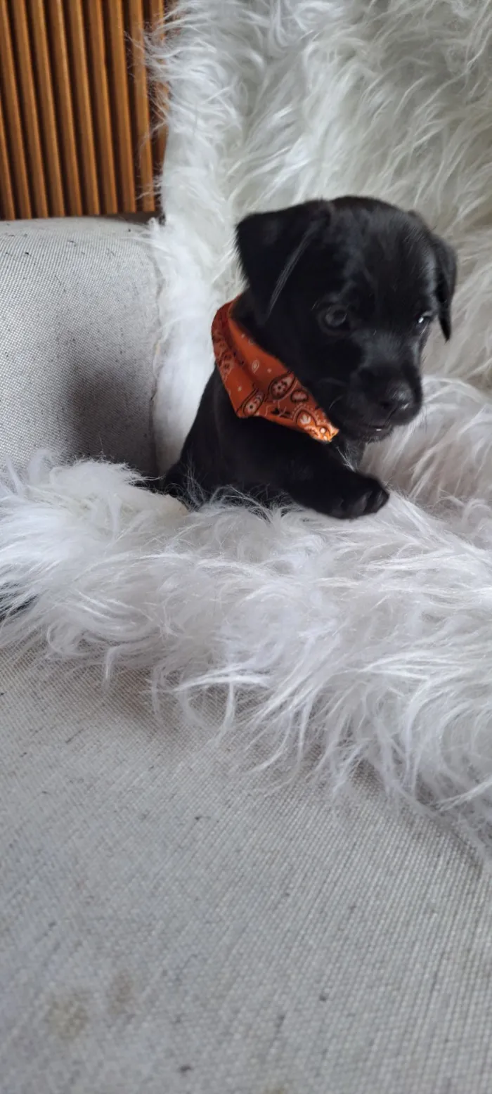 Cachorro raça SRD-ViraLata idade 2 a 6 meses nome Pepeu