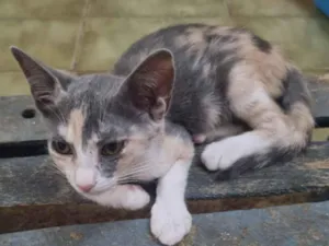 Gato raça SRD-ViraLata idade 2 a 6 meses nome Patches ( retalhos)