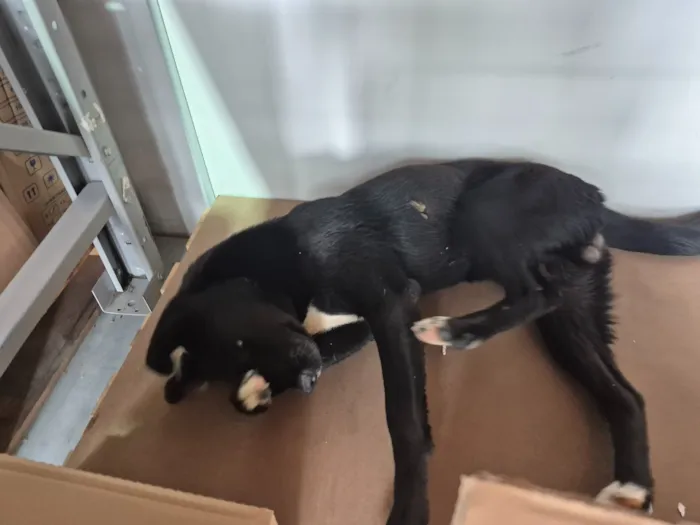 Cachorro raça SRD-ViraLata idade 7 a 11 meses nome Sem nome 