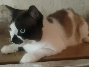 Gato raça SRD-ViraLata idade 2 anos nome Boby
