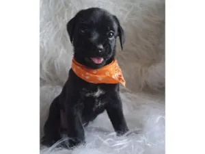 Cachorro raça SRD-ViraLata idade 2 a 6 meses nome Pepeu