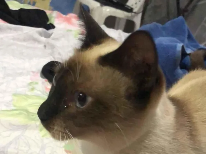 Gato raça Siamês idade 6 ou mais anos nome Chaninha