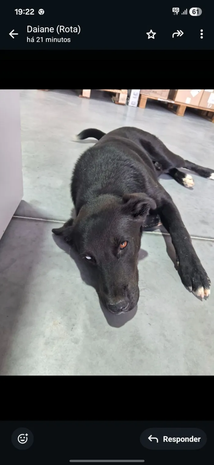 Cachorro raça SRD-ViraLata idade 7 a 11 meses nome Sem nome 