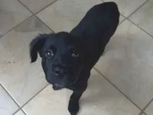 Cachorro raça SRD-ViraLata idade Abaixo de 2 meses nome Você pode escolher o nome