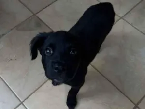 Cachorro raça SRD-ViraLata idade Abaixo de 2 meses nome Sem nome 