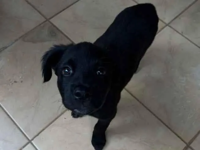 Cachorro raça SRD-ViraLata idade Abaixo de 2 meses nome Sem nome 