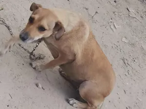 Cachorro raça SRD-ViraLata idade 3 anos nome Luna