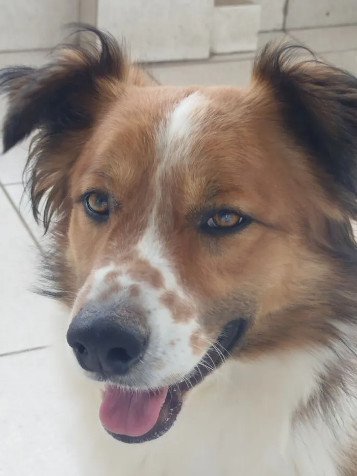 Cachorro raça SRD-ViraLata idade 2 anos nome Biggie