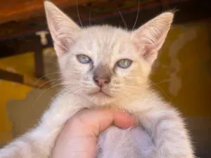 Gato raça SRD-ViraLata idade 2 a 6 meses nome Doa-se três gatinhos 