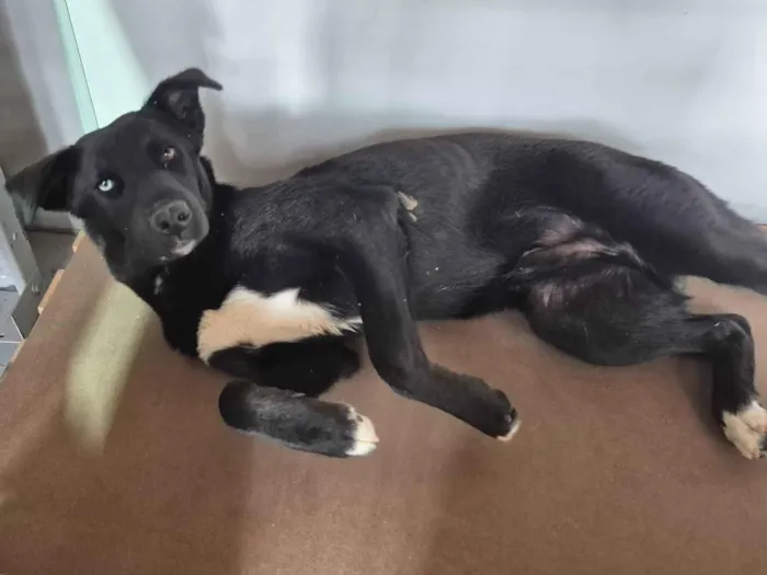 Cachorro raça SRD-ViraLata idade 7 a 11 meses nome Sem nome 