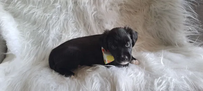 Cachorro raça SRD-ViraLata idade 2 a 6 meses nome Ney