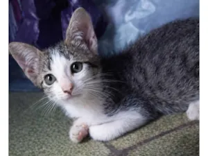 Gato raça SRD-ViraLata idade 2 a 6 meses nome Liz