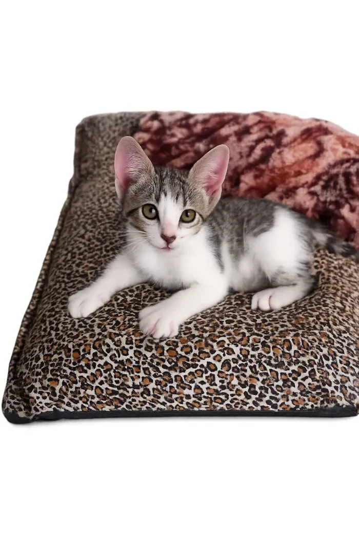 Gato raça SRD-ViraLata idade Abaixo de 2 meses nome Babi