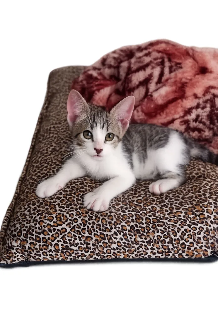 Gato raça SRD-ViraLata idade Abaixo de 2 meses nome Babi