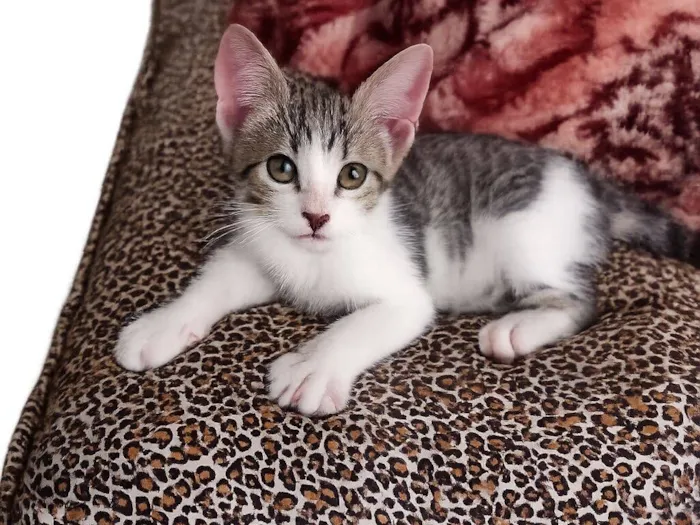 Gato raça SRD-ViraLata idade Abaixo de 2 meses nome Babi