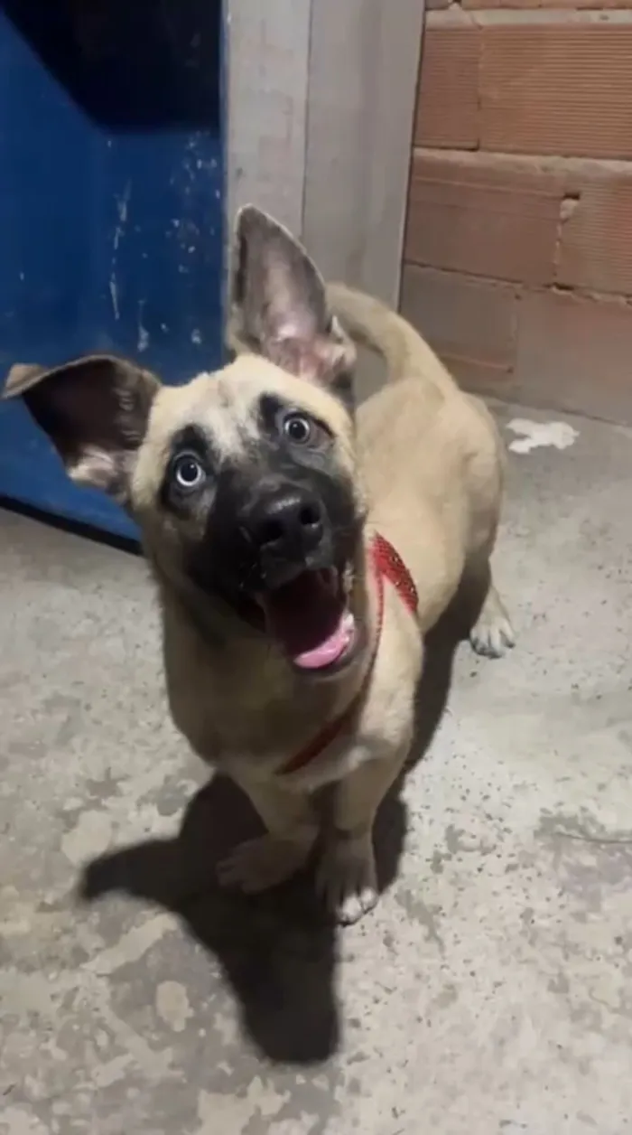 Cachorro raça SRD-ViraLata idade 1 ano nome Ruby