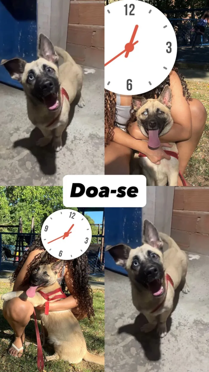 Cachorro raça SRD-ViraLata idade 1 ano nome Ruby
