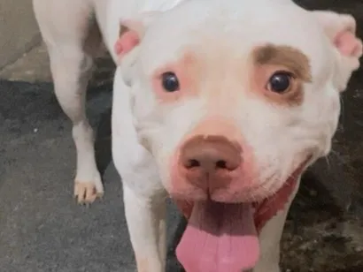 Cachorro raça SRD-ViraLata idade 4 anos nome Mel