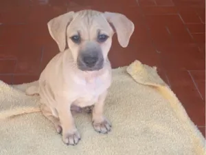 Cachorro raça SRD-ViraLata idade 2 a 6 meses nome James 