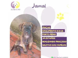 Cachorro raça SRD-ViraLata idade 2 a 6 meses nome Jamal 