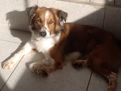 Cachorro raça SRD-ViraLata idade 2 anos nome Biggie