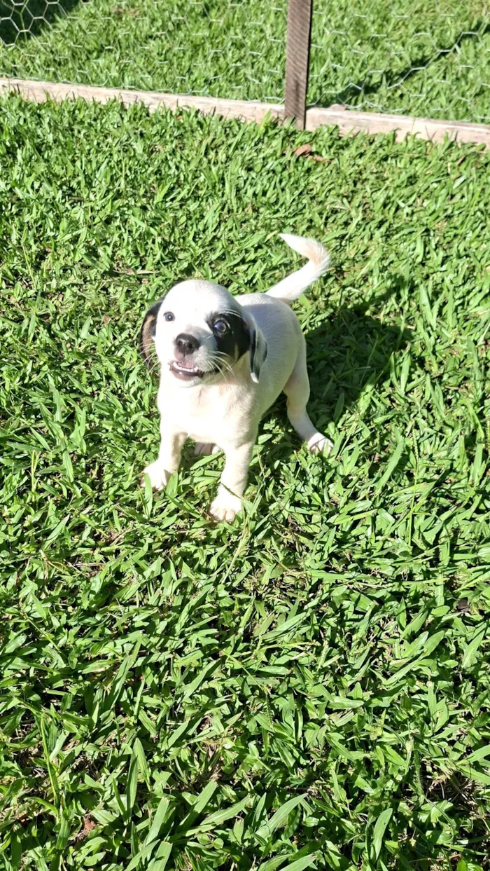 Cachorro raça SRD-ViraLata idade Abaixo de 2 meses nome Sem nome 