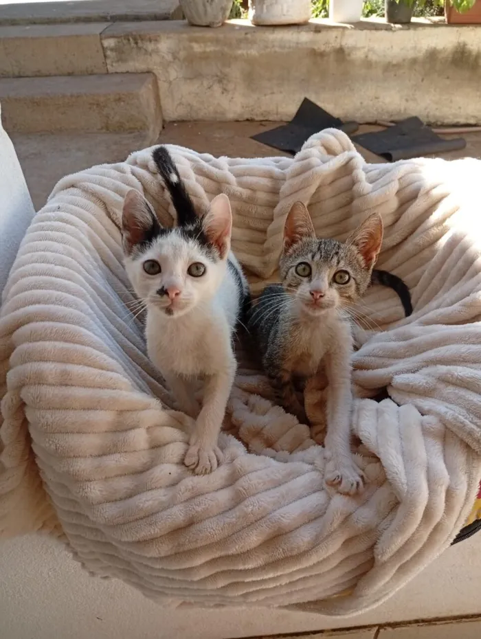 Gato raça SRD-ViraLata idade 2 a 6 meses nome Fofinho e Franjinha 