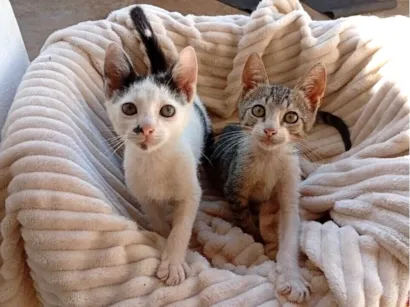 Gato raça SRD-ViraLata idade 2 a 6 meses nome Fofinho e Franjinha 