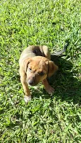 Cachorro raça SRD-ViraLata idade Abaixo de 2 meses nome Sem nome 