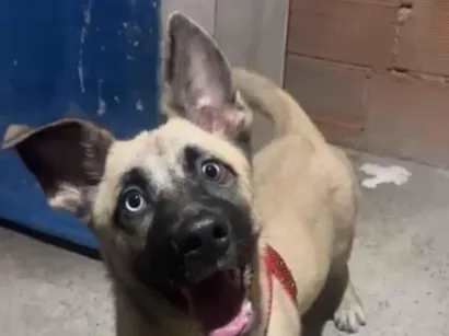 Cachorro raça SRD-ViraLata idade 1 ano nome Ruby